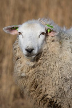 Tarladaki bir koyunu kapatın.
