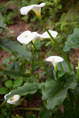 Güzel beyaz çiçeklerin yakın görüntüsü