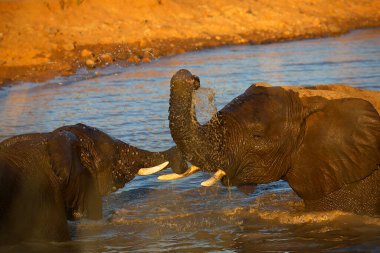Afrika savanası filleri banyo yapıyor, oynuyor ve kendilerine su ve çamur püskürtüyorlar.