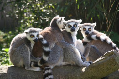 Hayvanat bahçesindeki şirin lemur.