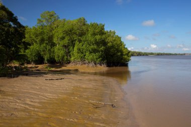 Ormandaki nehrin güzel manzarası