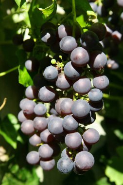 Bahçede yetişen siyah üzümler
