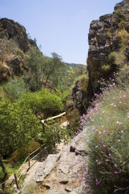 Dağları olan güzel bir manzara ve gün ışığında yeşillik.