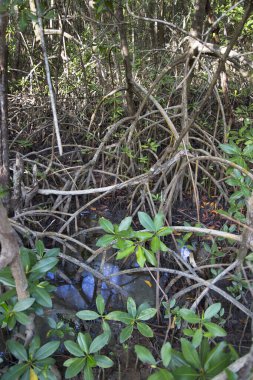 Tropik ormandaki yeşil bitkilerin manzarası