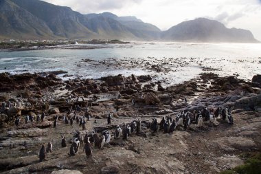Yürüyen ve hareket halindeki Afrikalı ya da siyah ayaklı penguen sfenisküs demersus, Betty 's Bay' deki kayalık sahilde bir koloni.