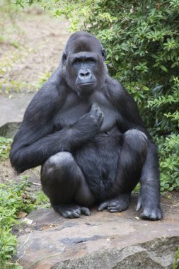Hayvanat bahçesindeki goril