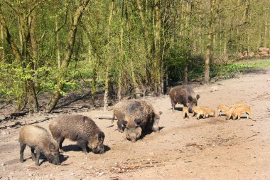 Ormandaki bir grup genç kahverengi domuz.