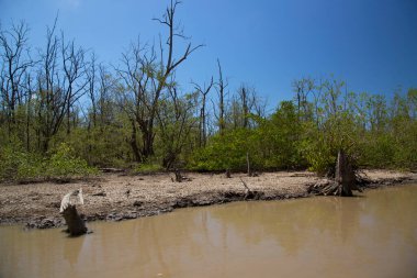 Amazon 'un yoğun yağmur ormanları yeşil yapraklar ve nehirlerle doludur.