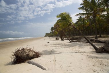 Palmiye ağaçları olan güzel tropikal plaj