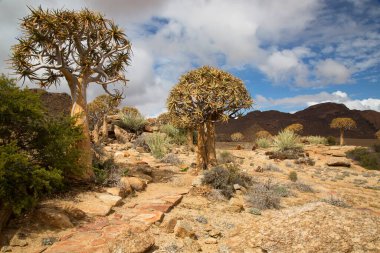 Titrek ağaçlar veya Kokerboom ormanı, Aloidendron ikilemi, Karoo bölgesinin tipik ıssız kayalık çöl manzarası ve Nothe Cape