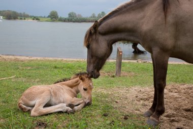 Nehir kıyısında başıboş gezen vahşi Konik atları ve hendekler, kısraklı kısrağın annesi