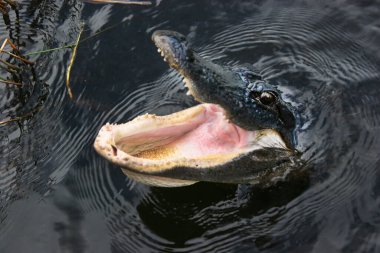 Sudaki bir timsahın yakın plan fotoğrafı.