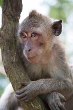 Yengeç yiyen ya da uzun kuyruklu macaque, Macaca fascicularis, bölgeyi rahatça gözlemliyor.