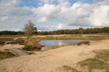 Yazın güzel nehir ve orman. doğa, seyahat arkaplanı