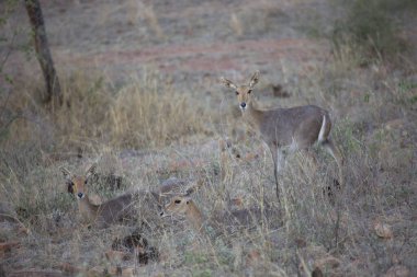 Güney dağ sazlıkları, Redunca fulvorufula, bir grup halinde dinleniyor ve otlanıyor