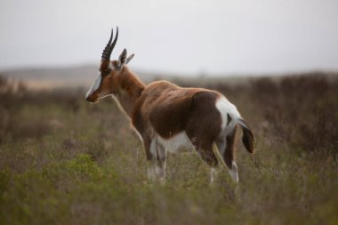 Doğadaki bir grup antilop. Ulusal Park