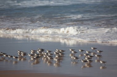 Portekiz sahilinde martılar