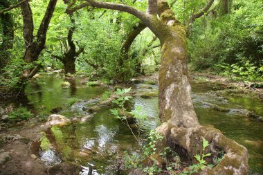 Ormanın güzel manzarası