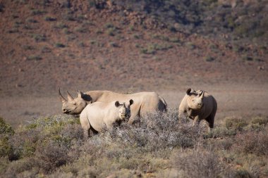 Kara gergedan, Diceros bicornis, Karoo çölü vadisinde alçak çalılıklarda yürüyor.
