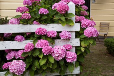Bahçedeki pembe ortanca bitkilerini kapatın.