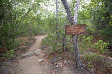 Tropikal yeşil manzaralı toprak yol