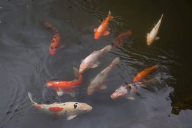 Göldeki koi balığı.