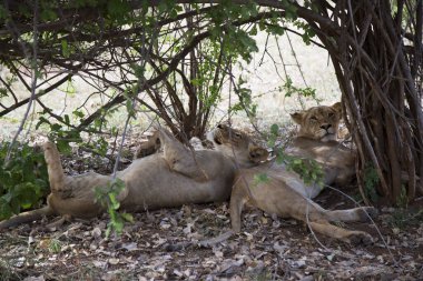 Afrika bozkırında genç bir aslan.