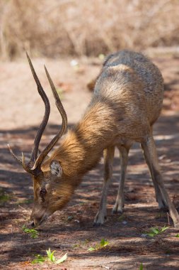Ormanda bir geyiğin yakın çekimi.