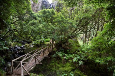 Ormanda ahşap köprü 