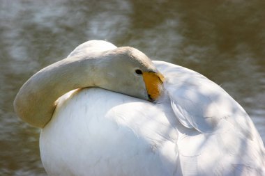 Su kıyısının kıyısındaki cygnus cygnus (cygnus cygnus), yaygın veya boğuk kuğunun yakın görüntüsü