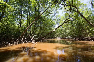 Amazon 'un yoğun yağmur ormanları yeşil yapraklar ve nehirlerle doludur.
