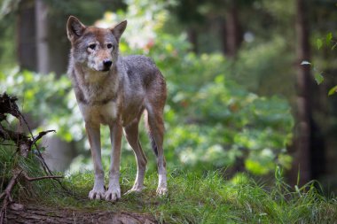 Avrasyalı ya da sıradan kurt, Canis Lupus, ormanda gözcülük yapıyor ve yürüyor.