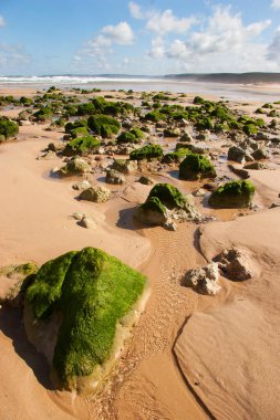 Yeşil yosunlu deniz kıyısının güzel manzarası