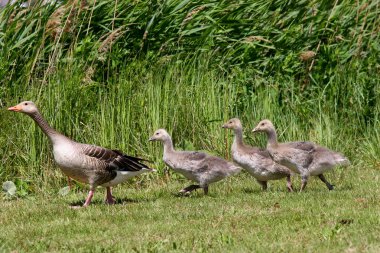 Çimenlerdeki kazlar
