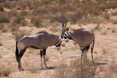 Gemsbok sürüsü ya da Güney Afrika antilobu, Afrika antilobu ceylanı Kalahari çölündeki kuru otların arasında yürüyor ve otluyor.