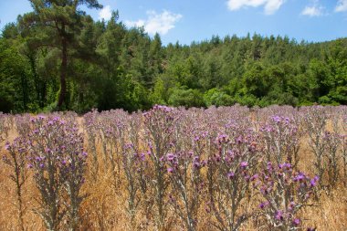 Tarladaki güzel çiçekler