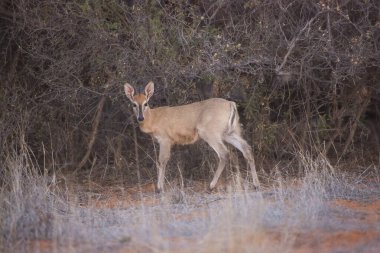 Büyük Kudu, yayılım gösterir: strepsiceros
