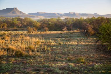 Ağacı ve dağı olan güzel bir manzara.