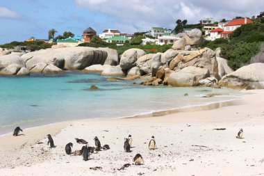 Beyaz penguenli güzel bir sahil