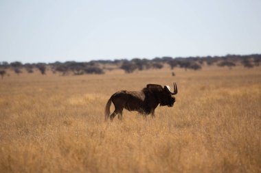 Siyah antilop ya da beyaz kuyruklu gnu, Connochaetes Gnou, açık ovalarda yürüyor.