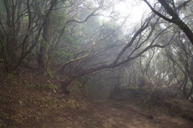 Ormanın güzel manzarası, doğa manzarası.