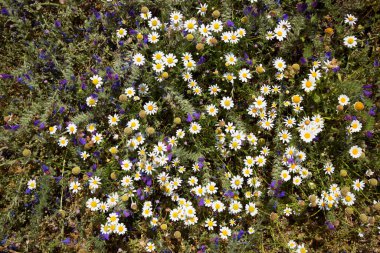 Açan yabani çiçeklerin yakın plan çekimi