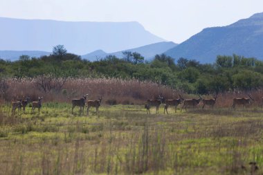 Savanadaki vahşi geyikler