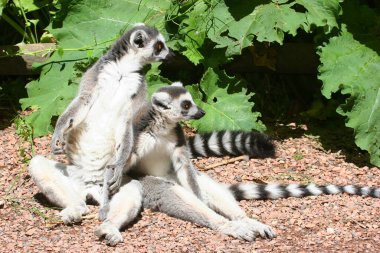 Halka kuyruklu lemur (Lemur catta)