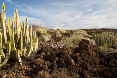 Kaktüs bitkileriyle volkanik vadi manzarası