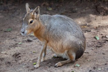 Hayvanat bahçesinde kanguru