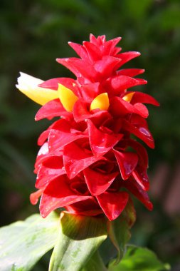 Kırmızı çiçeğe yaklaş.