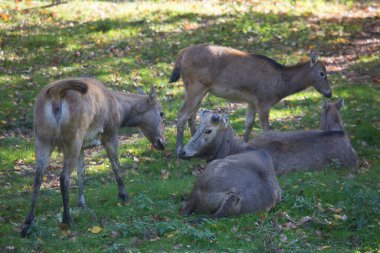 Ormanda genç bir geyik