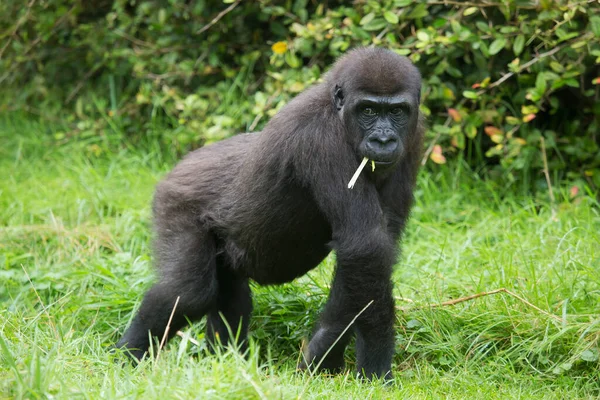 Westlicher Flachlandgorilla Der Über Das Grasfeld Der Nähe Des Offenen — Stockfoto