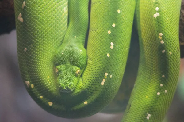 Yeşil bir yılana yakın çekim